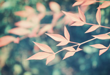 尤文图斯对阵巴塞罗那：经典传承之争